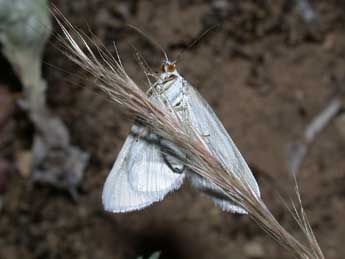 Lithostege duponcheli Prout adulte - Philippe Mothiron