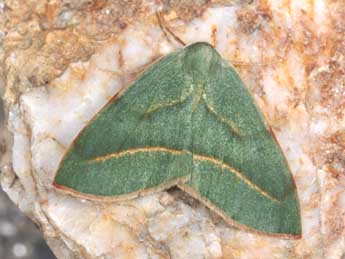 Hylaea fasciaria L. adulte - Philippe Mothiron