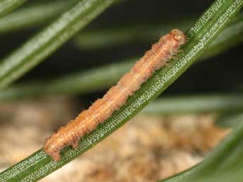  Chenille de Hylaea fasciaria L. - ©Daniel Morel