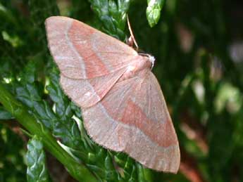 Hylaea fasciaria L. adulte - Philippe Mothiron