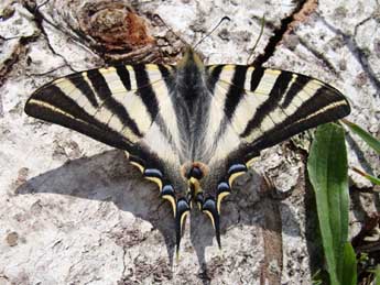 Iphiclides feisthamelii Dup. adulte - ©Jean-Pierre Arnaud