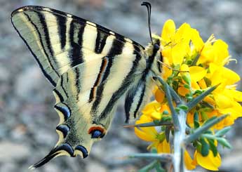 Iphiclides feisthamelii Dup. adulte - ©David Demerges