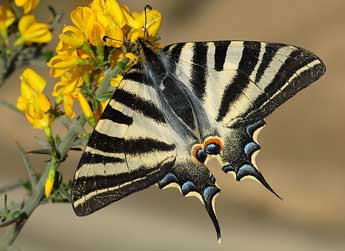 Iphiclides feisthamelii Dup. adulte - David Demerges