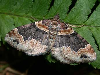 Xanthorhoe ferrugata Cl. adulte - ©Philippe Mothiron