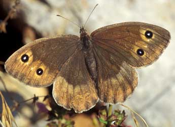 Satyrus ferula F. adulte - ©Tristan Lafranchis