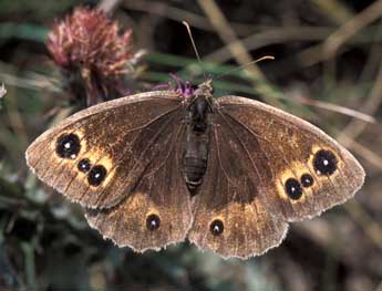 Satyrus ferula F. adulte - ©Tristan Lafranchis