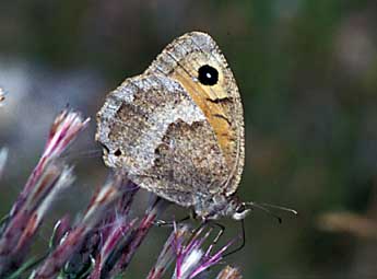 Satyrus ferula F. adulte - Tristan Lafranchis