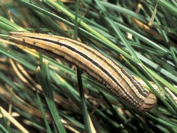  Chenille de Satyrus ferula F. - Tristan Lafranchis