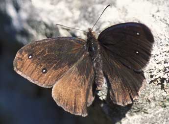 Satyrus ferula F. adulte - Tristan Lafranchis