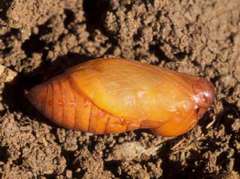  Chrysalide de Satyrus ferula F. - ©Tristan Lafranchis