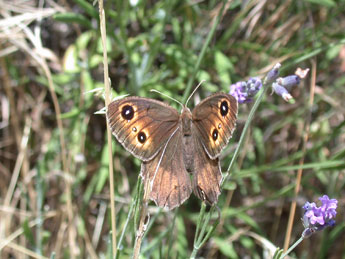 Satyrus ferula F. adulte - Philippe Mothiron