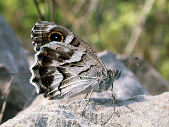 Hipparchia fidia L. adulte - Philippe Mothiron