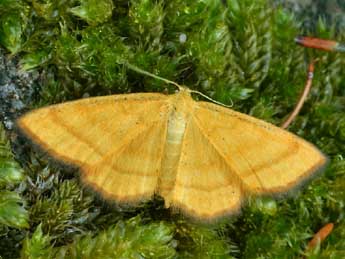 Idaea flaveolaria Hb. adulte - Daniel Morel