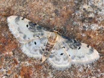 Idaea filicata Hb. adulte - ©Daniel Morel