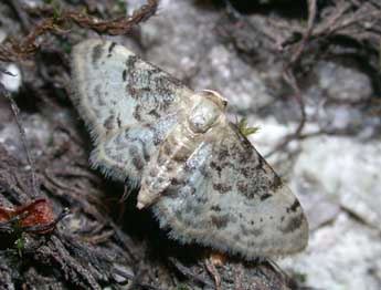 Idaea filicata Hb. adulte - ©Philippe Mothiron