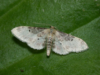 Idaea filicata Hb. adulte - ©Philippe Mothiron