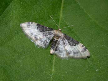 Idaea filicata Hb. adulte - Philippe Mothiron