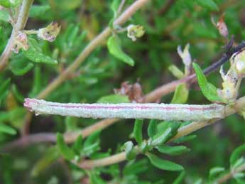  Chenille de Thalera fimbrialis Scop. - Tineke Aarts