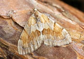 Pennithera firmata Hb. adulte - Daniel Morel