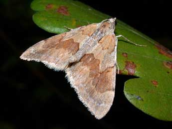 Pennithera firmata Hb. adulte - Philippe Mothiron