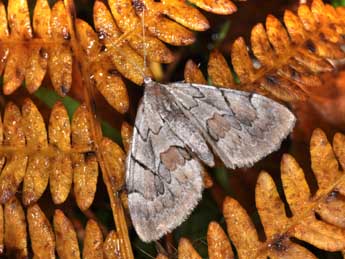 Pennithera firmata Hb. adulte - ©Philippe Mothiron