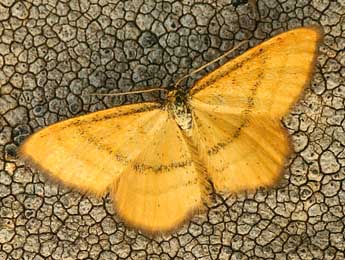 Idaea flaveolaria Hb. adulte - ©Daniel Morel