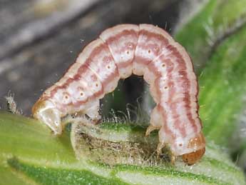  Chenille de Perizoma flavofasciata Thnbg - ©Philippe Mothiron