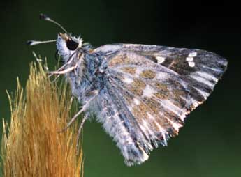 Muschampia floccifera Z. adulte - ©Tristan Lafranchis