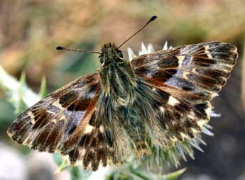 Muschampia floccifera Z. adulte - Daniel Morel