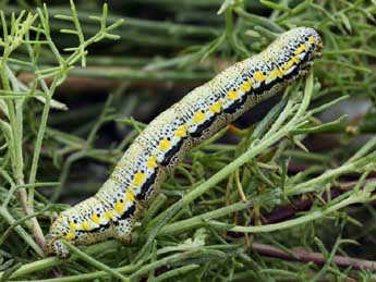  Chenille de Lycia florentina Stef. - Daniel Morel