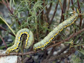  Chenille de Lycia florentina Stef. - ©Daniel Morel