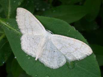 Scopula floslactata Hw. adulte - ©Philippe Mothiron