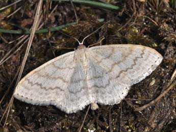 Scopula floslactata Hw. adulte - ©Philippe Mothiron