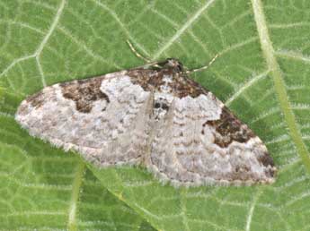 Xanthorhoe fluctuata L. adulte - Philippe Mothiron