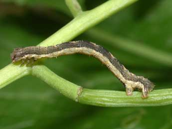  Chenille de Xanthorhoe fluctuata L. - Philippe Mothiron