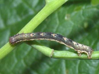  Chenille de Xanthorhoe fluctuata L. - Philippe Mothiron