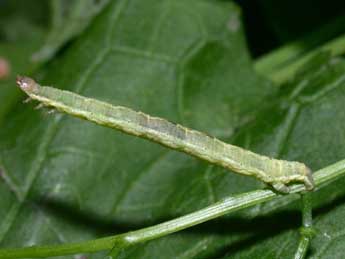  Chenille de Xanthorhoe fluctuata L. - Philippe Mothiron