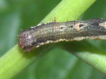  Chenille de Xanthorhoe fluctuata L. - ©Philippe Mothiron