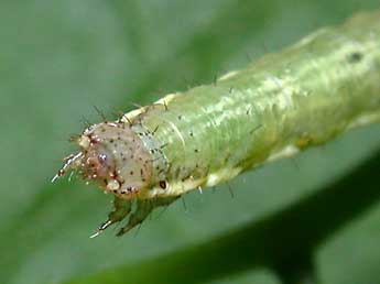  Chenille de Xanthorhoe fluctuata L. - ©Philippe Mothiron