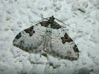 Xanthorhoe fluctuata L. adulte - Philippe Mothiron