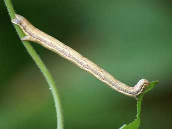  Chenille de Chariaspilates formosaria Ev. - ©Lionel Taurand