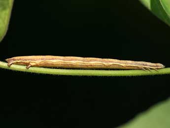  Chenille de Chariaspilates formosaria Ev. - ©Lionel Taurand