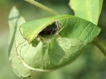  Chrysalide de Chariaspilates formosaria Ev. - ©Lionel Taurand