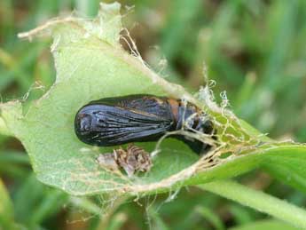  Chrysalide de Chariaspilates formosaria Ev. - ©Lionel Taurand