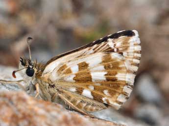 Pyrgus foulquieri Obth. adulte - Daniel Morel