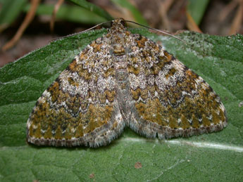 Euphyia frustata Tr. adulte - Philippe Mothiron