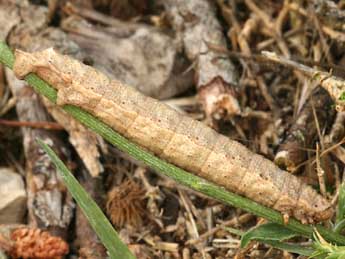  Chenille de Gnophos furvata D. & S. - Daniel Morel