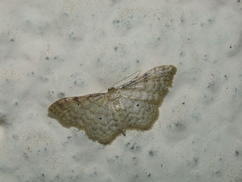 Idaea fuscovenosa Gze adulte - Philippe Mothiron