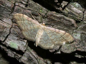 Idaea fuscovenosa Gze adulte - Philippe Mothiron