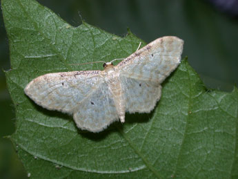 Idaea fuscovenosa Gze adulte - ©Philippe Mothiron